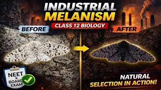 Evolution Class 12 Biology | Evidence of Evolution | Industrial Melanism