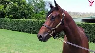 2025 Magic Millions Gold Coast - Lot 1009 - Home Affairs x Super Too filly