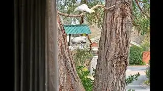 'A home among the gum trees