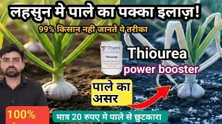 Lahsun ko Pale (Frost) se bachane ka tarika|Thiourea Use in Garlic | #Frost | #lahasun |farming
