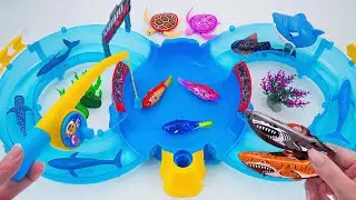 [🐳Toy asmr🐳] RC Shark Pinkfong & Robo Whale & RC Turtle & Aquarium ASMR Satisfying with Unboxing