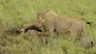 The Last Fight Bob Junior, King of Serengeti, gave before Death