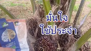 4tree + 4soil บำรุงต้นปาล์มดีจริง สั่งซื้อโทร 094-8266245