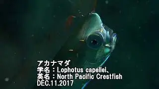 激レア深海魚アカナマダin黄金崎