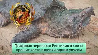 Грифоновая черепаха Рептилия в 100 кг крошит кости в щепки одним укусом