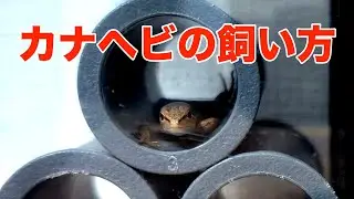カナヘビの飼い方を紹介します【飼育方法】
