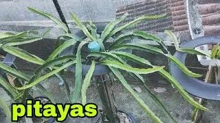 minhas pitayas e dicas de como adubar no mês inteiro.#16