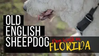 Walk an Old English Sheepdog in Florida┃#ourdogWallace┃Ed&Mel