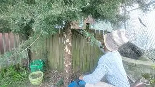  TRIMMING EVERGREEN WITH A DULL MACHETE, WAS TOUGH❕AND A OOPS 😬 MOMENT❗MUST WATCH.🙈 #cleancuts 