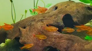 A new aquarium experiment with emersed growth!?