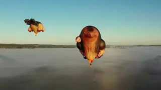 Skywhales: Every heart sings