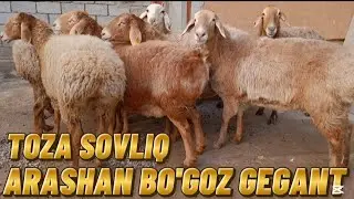 🇰🇬 TOZA ARASHAN BO'GOZ SOVLIQ QO'YLAR ARZONCHIGA YETIB KELDI SHOSHLAMIZ TOZASIGA 