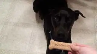 Smart doberman