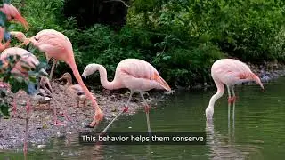Flamingos: The Graceful Filter Feeders.