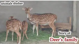 Deer's family real animation | Deer's family living style in cage | how to survive in cage