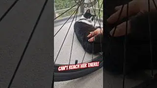 When she wants pets but keep laying in the most impossible to reach spot! 🤣🔥 #cat #cats #funnycats