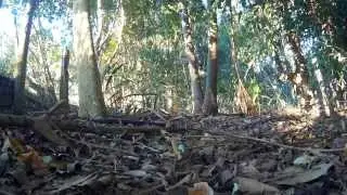 Mini Rainforest - More Extreme Proximity // Blackout Mini H Quad // MT1306-10 // CC3D