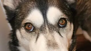 LOONY THE HUSKY play in the snow!