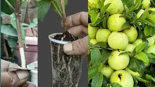 Air Layering: The Secret to Growing Guava Trees Faster