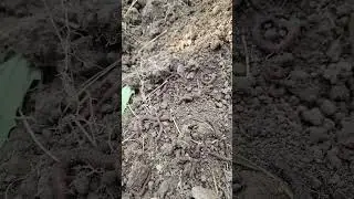 il nutrimento non manca, ottimo il terreno vive