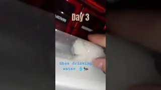 day 3 #queenant #antkeeping #day3