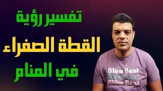 تفسير رؤية القطة الصفراء في المنام وعلي ماذا تدل رؤية قطة صفراء في المنام | تفسير حلم القطة الصفراء