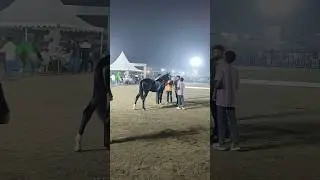 Tapi Horse Show 2026, Surat Gujarat #trending #horseshow #horserider #horsefestival #kathiyawadi