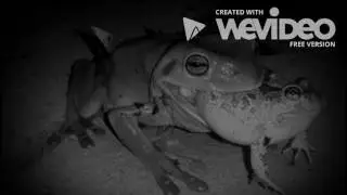 sad frogs
