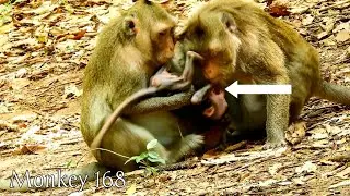 Part 2! Adorable Baby monkey Allie | So Pitiful Allie Why Big Pull Allie , M#26, Monkey 168,