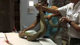 Reptile Discovery Center and the Venom Extraction Program