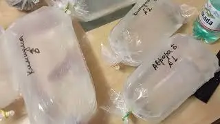 В Сургут крупные поехали