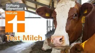 Test Milch: K&uuml;he w&uuml;rden Bio kaufen