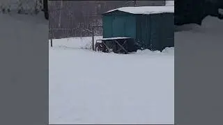 Dog walking area