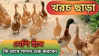 দেশি হাঁস পালন পদ্ধতির অজানা রহস্য! এত সহজে লাভবান হবেন?Limon Vlogs❤️❤️