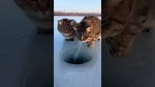 What Happens When a Cat Touches a Fish Underwater Surprise #Cats #Fish #Pets