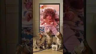 Funny cats SUBSCRIBE #funnykids #funnyvideo #kidsvideos #shortsforkids