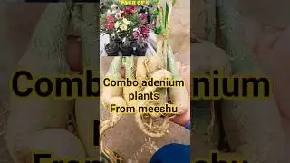 🪴combo adenium plants from meeshu review#shorts#adeniumplants#trending#viral#homegardening#propagate