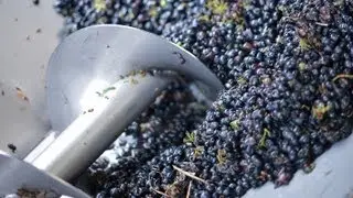Crushing, de-stemming & pressing Rijk's Chenin Blanc