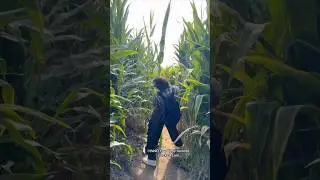 we got LOST IN A HAUNTED CORN MAZE 🌽 w Mattie Westbrouck- #shorts