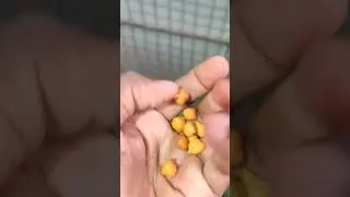 how to feed your #pigeon chicks #best #love #petsworld #karnapura