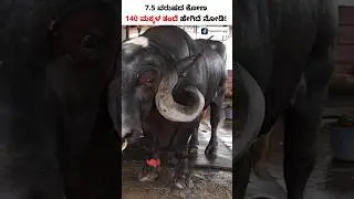 Jafarabadi Buffalo - Highest Milk Yielding Buffalo Breed | ಅತಿ ಹೆಚ್ಚು ಹಾಲು ನೀಡುವ ಎಮ್ಮೆ ತಳಿ #Shorts