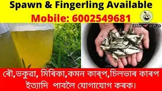 BIOFLOC SPAWN & FINGERLING AVAILABLE IN ASSAM || IMC || ASSAM BIOFLOC || CONTACT 6002549681