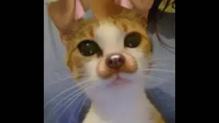 Snapchat Dog Filter on Cat