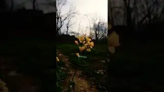 Flowers of swat#Natural beauty of swat