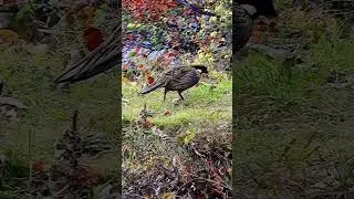Beautiful birds #lovely #cute #bird #wildlife #relaxing #satisfying #short