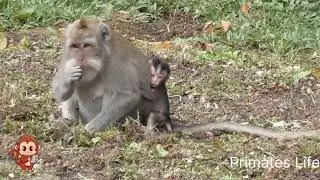 Mother monkey and her baby | Primates Life