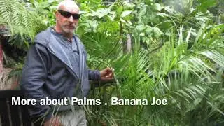 Talking Palms . Banana Joe Salt Spring Island . Canada