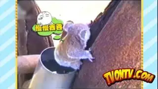 Top Funny Animals TVONTV 2016   Video compilation