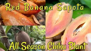 Red Banana Sapota | Thailand Variety | Banana Chiku Fruit | All Season fruiting | M-Tech Gardens