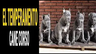 EL TEMPERAMENTO DEL CANE CORSO